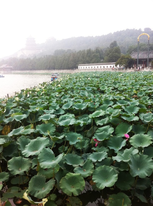 Lotus flowers are the Summer Palace.